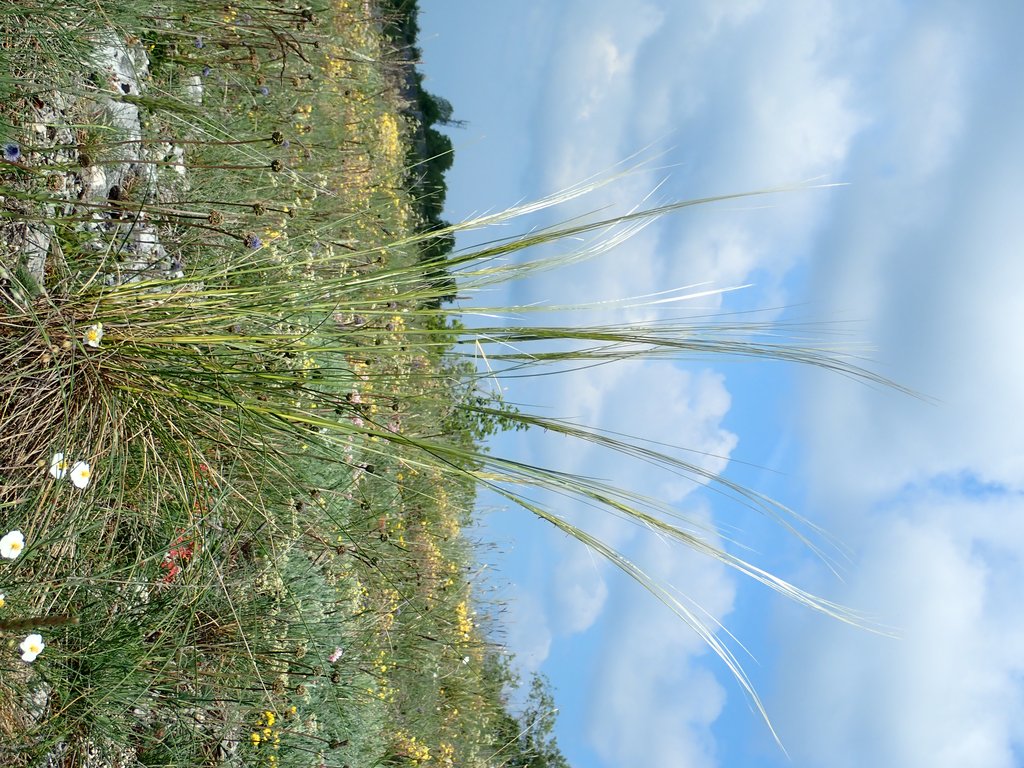 Stipa gallica